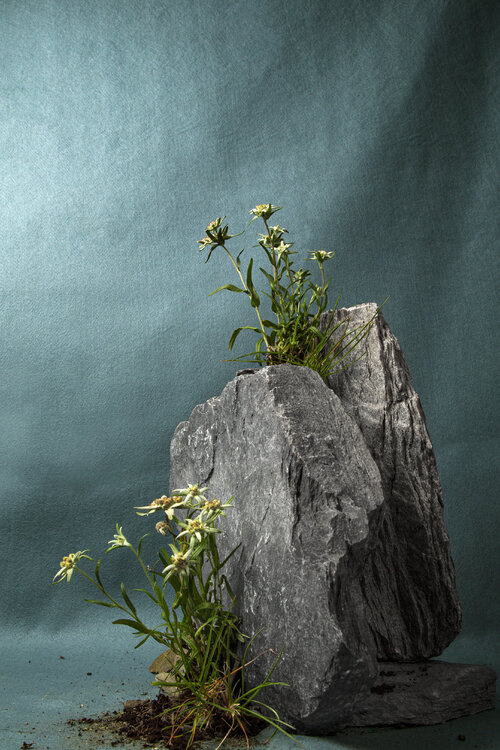 Edelweiss. Sarmento Ludovic