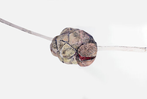 Magnolia (2516) von Anna Sieradzka, Werk auf Papier kaufen auf Singulart
