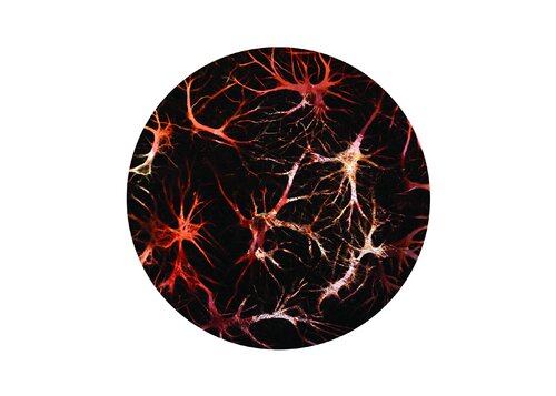 Chair de neurones I von Anna Sieradzka, Fotografie kaufen auf Singulart