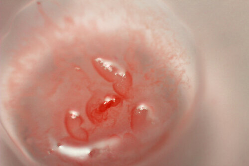 Sans titre (8440), projet Humain – Non-humain von Anna Sieradzka, Fotografie kaufen auf Singulart