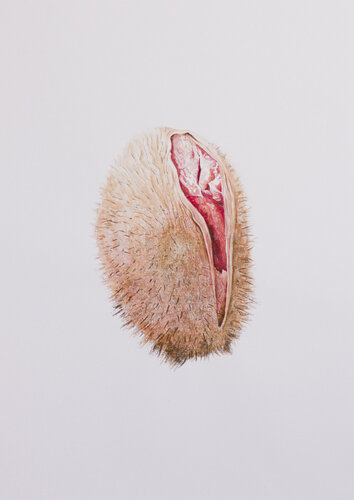 Pli (Coquelicot) von Anna Sieradzka, Druck kaufen auf Singulart