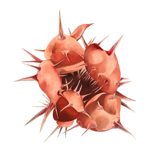 Le seuil de l’épine (projet Humain-Non-humain) von Anna Sieradzka, Malerei kaufen auf Singulart