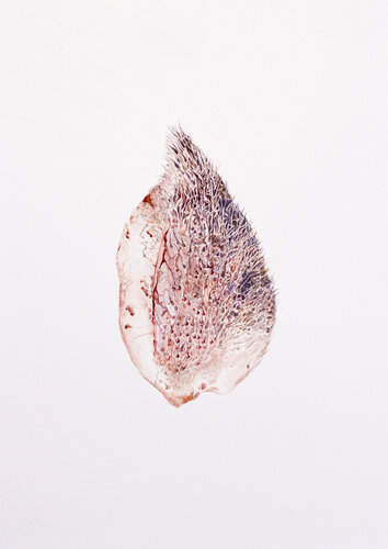 "Seed Skin", de la serie "Plant’s body" ,  projet “Humain – Non-humain" von Anna Sieradzka, Druck kaufen auf Singulart