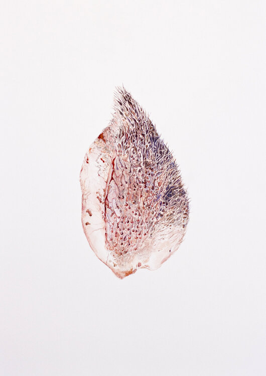 "Seed Skin", de la serie "Plant’s body" ,  projet “Humain – Non-humain" Anna Sieradzka
