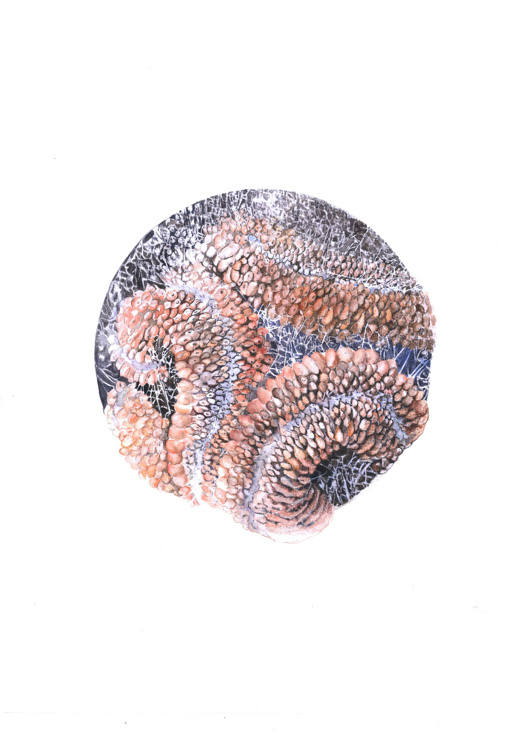 "Mammillaria spinosissima corail" Anna Sieradzka Druck zu verkaufen