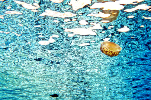 Jellyfish, Sardegna di Paolo Cristiani, Fotografia in vendita su Singulart