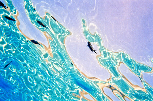 Small fisch, Lampedusa Island - Italy von Paolo Cristiani, Fotografie kaufen auf Singulart