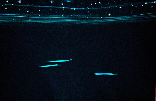 Aguglie - Garfish par Paolo Cristiani, Photographie en vente sur Singulart