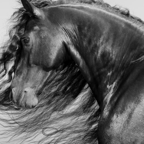 Equestrian I di Julien Coomans, Fotografia in vendita su Singulart