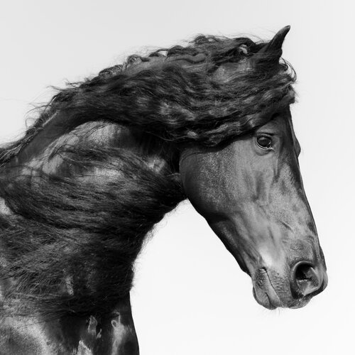 Equestrian II di Julien Coomans, Fotografia in vendita su Singulart