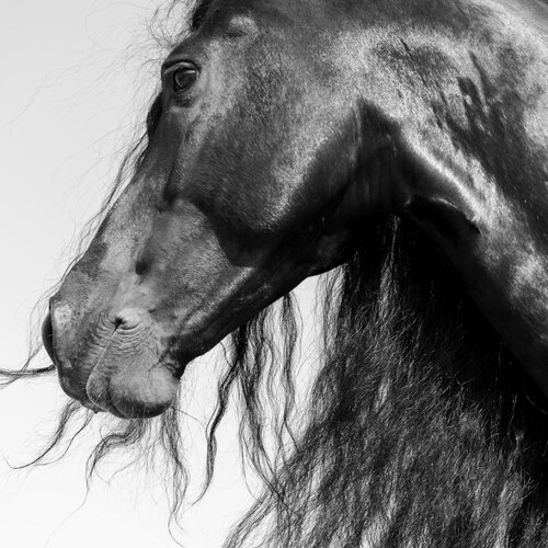 Equestrian III Julien Coomans