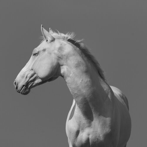 Equestrian V di Julien Coomans, Fotografia in vendita su Singulart