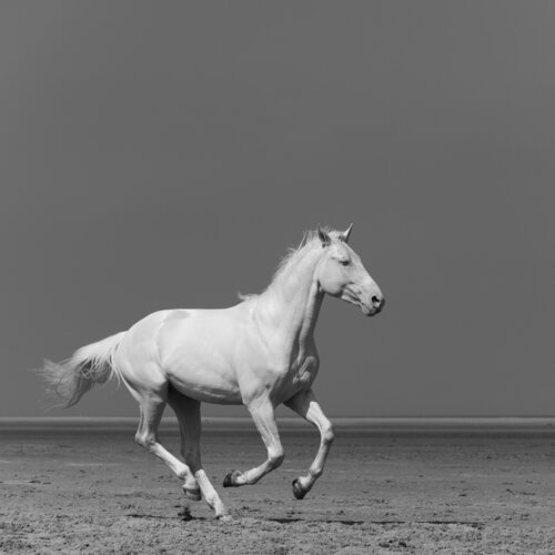 Equestrian VI di Julien Coomans, Fotografia in vendita su Singulart
