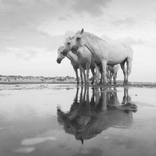 Equestrian IX Julien Coomans