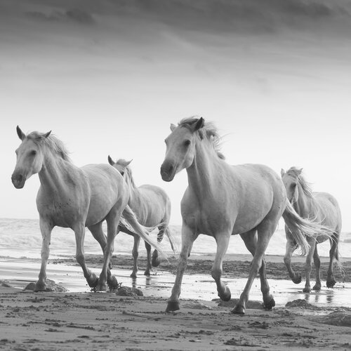 Equestrian X di Julien Coomans, Fotografia in vendita su Singulart