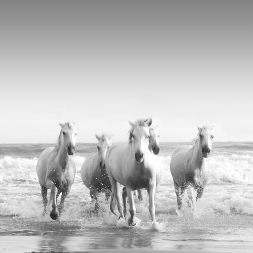 Equestrian XI Julien Coomans