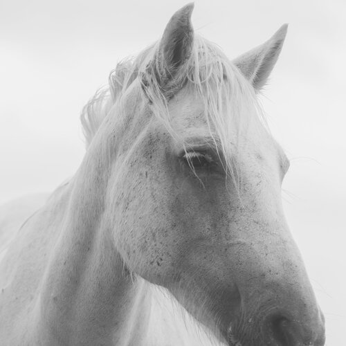 Equestrian XIII Julien Coomans