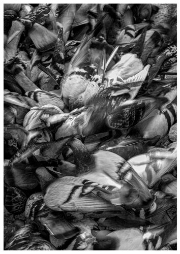 Messy von Nicolas Crocetti, Fotografie kaufen auf Singulart