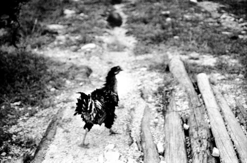 La gallinita negra by Berangere Goossens, 사진 for Sale on Singulart