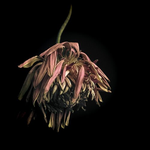 Dahlia by Berangere Goossens, 사진 for Sale on Singulart