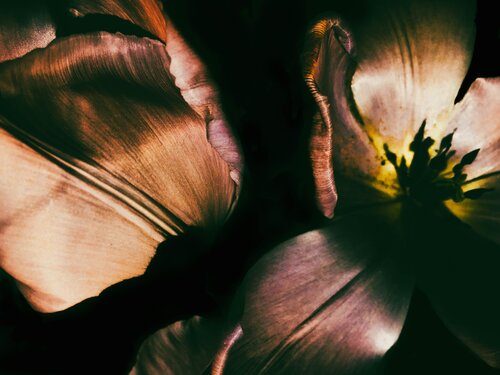 Tulp paars by Berangere Goossens, 사진 for Sale on Singulart