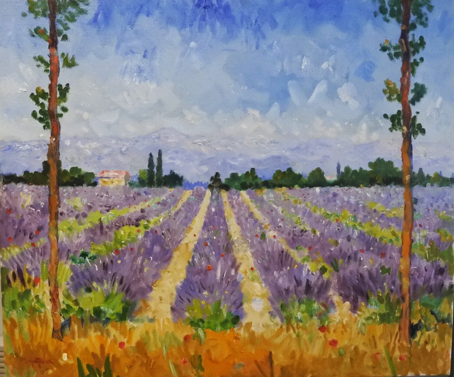Lavender Valensole Marcel Gatteaux