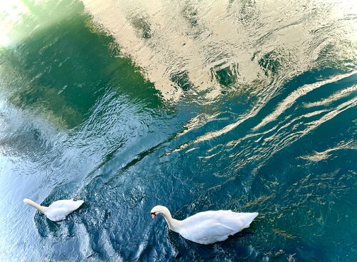 III. “Palace of Swans” de Cecilia Finotti, Fotografía a la venta en Singulart