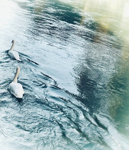 VI. “Swans’ Aura” Cecilia Finotti