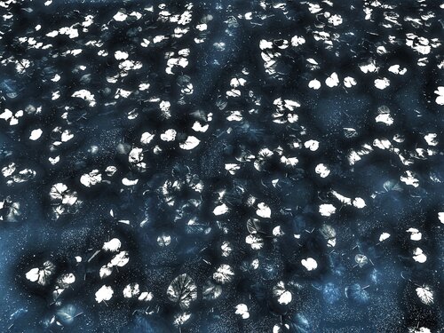 VIII. Firmament van Cecilia Finotti, Fotografie te koop op Singulart