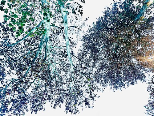 I. Celestycon di Cecilia Finotti, Fotografia in vendita su Singulart