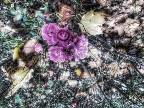 IV. Rosalyth van Cecilia Finotti, Fotografie te koop op Singulart