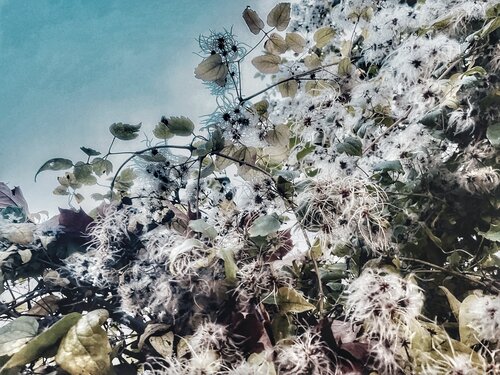 V. Glacialis di Cecilia Finotti, Fotografia in vendita su Singulart