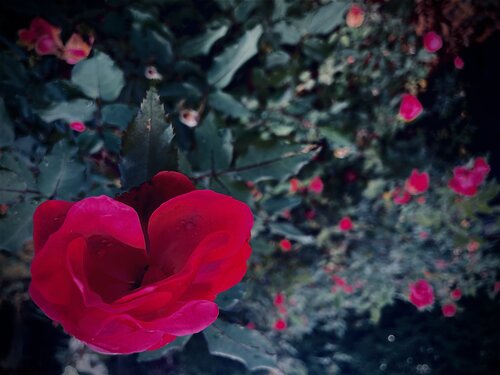 IX. Crimson Bloom Cecilia Finotti