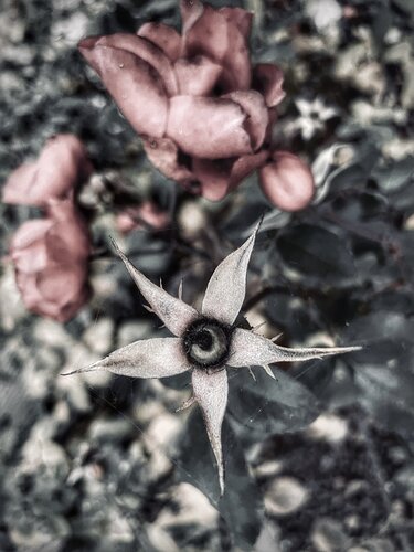 I. Lyria’s Gaze van Cecilia Finotti, Fotografie te koop op Singulart