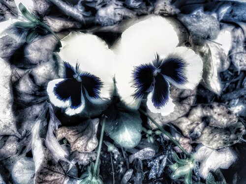 V. Bifloren Cecilia Finotti