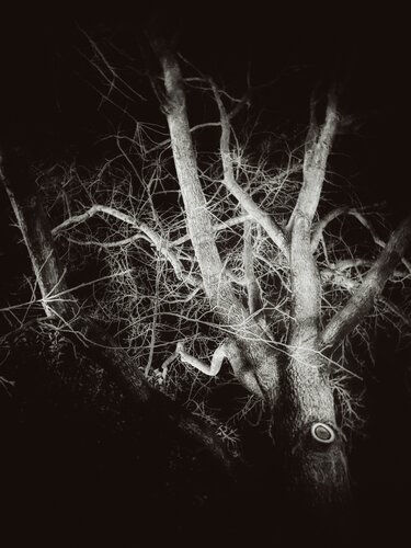 II. Oculor by Cecilia Finotti, Digital for Sale on Singulart