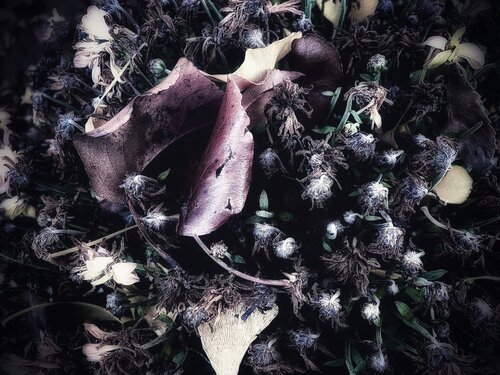 Lucentia Cecilia Finotti