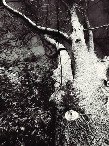 III. Janos by Cecilia Finotti, Digital for Sale on Singulart