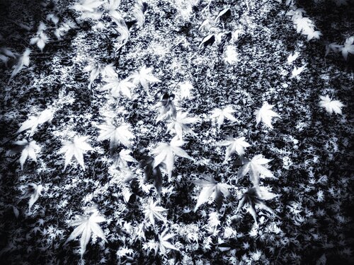 VI. Stardust von Cecilia Finotti, Digital kaufen auf Singulart