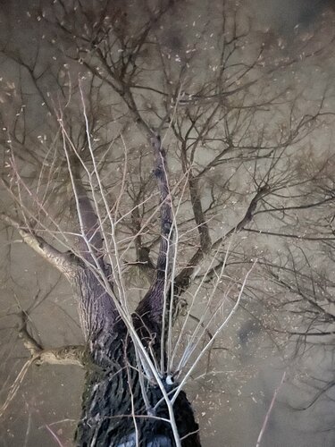 IV. Vibria von Cecilia Finotti, Digital kaufen auf Singulart