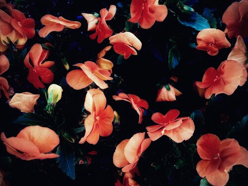Petalia di Cecilia Finotti, Fotografia in vendita su Singulart
