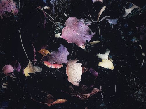 Afterglow van Cecilia Finotti, Fotografie te koop op Singulart