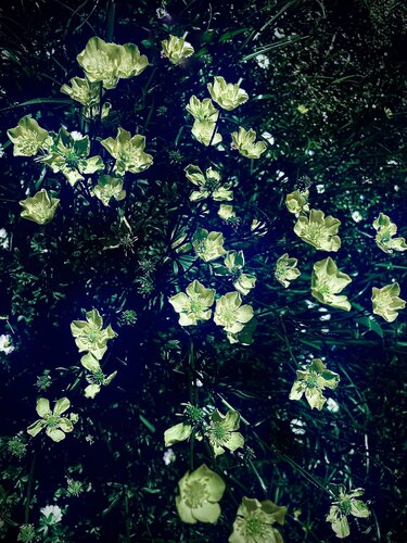 Nymia by Cecilia Finotti, Photography for Sale on Singulart
