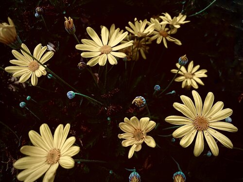 Soleia by Cecilia Finotti, Photography for Sale on Singulart