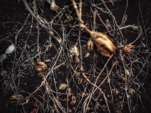 Corpus par Cecilia Finotti, Photographie en vente sur Singulart