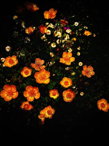 Flamma by Cecilia Finotti, Photography for Sale on Singulart