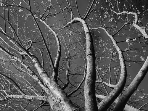 VI. Tentacula by Cecilia Finotti, Digital for Sale on Singulart