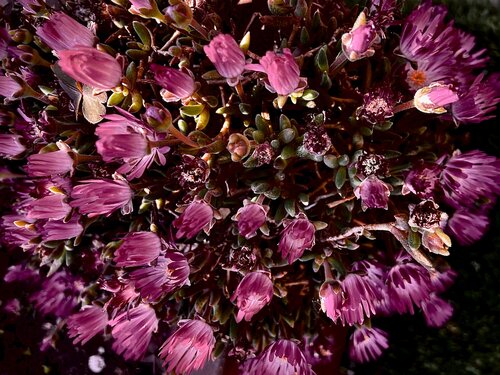 Cluster by Cecilia Finotti, Photography for Sale on Singulart