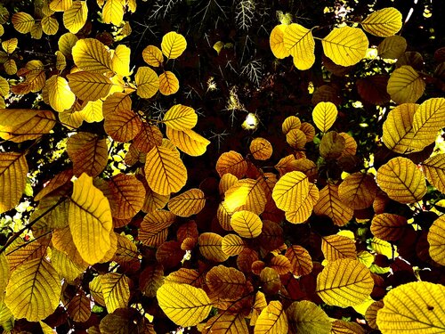 Amberfall by Cecilia Finotti, Photography for Sale on Singulart