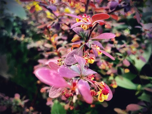 Fuchsia Veil par Cecilia Finotti, Photographie en vente sur Singulart